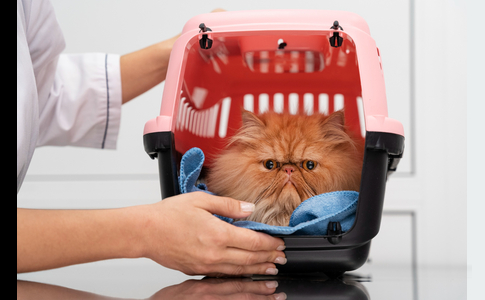 Fixation d'étagères