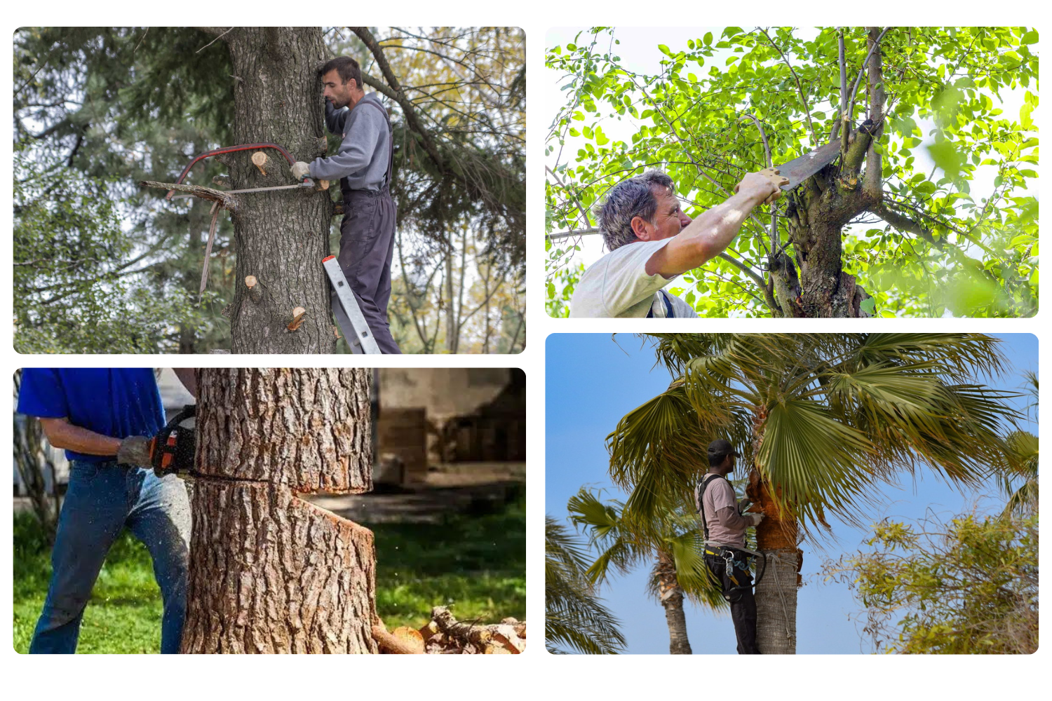 service Abatage et élagage d'arbre | Ijeni